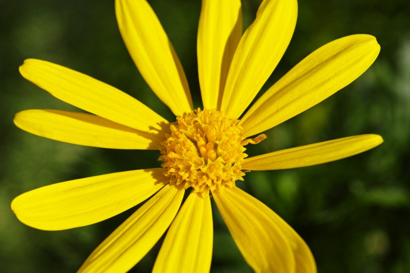 黄灿灿的菊花图片