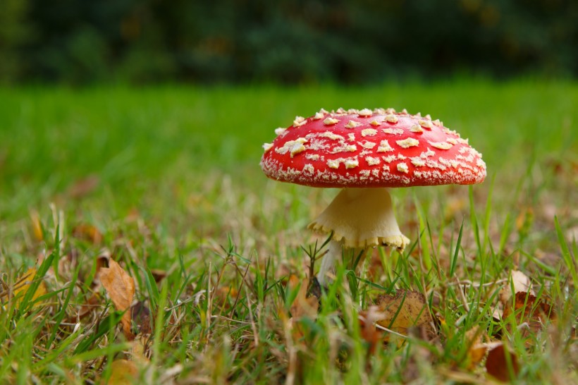 红色蘑菇图片