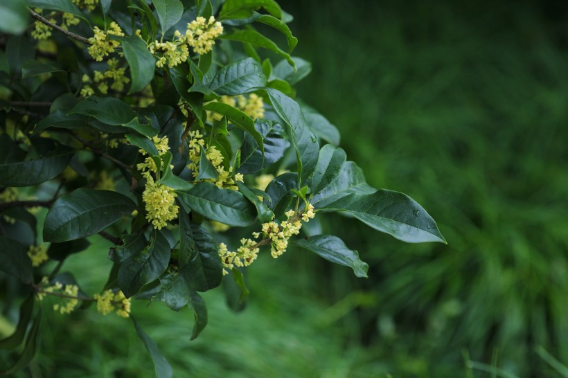 香甜的金色桂花圖片