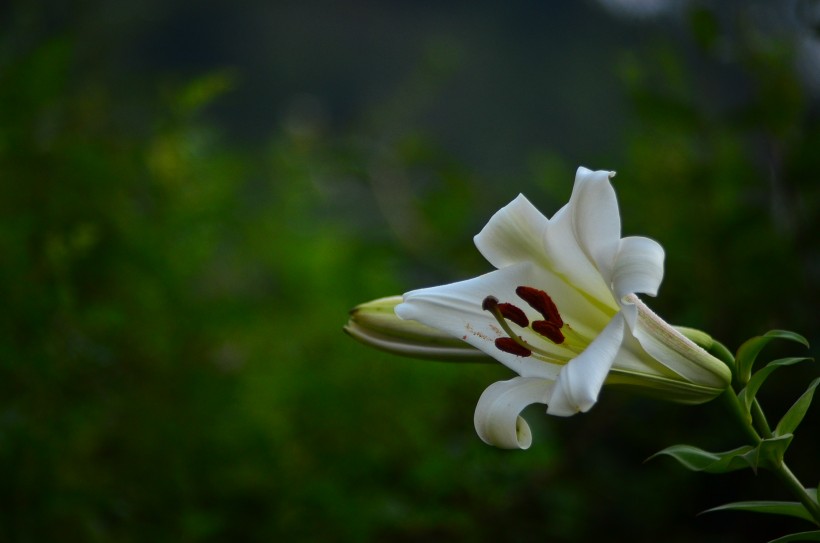 百合花图片