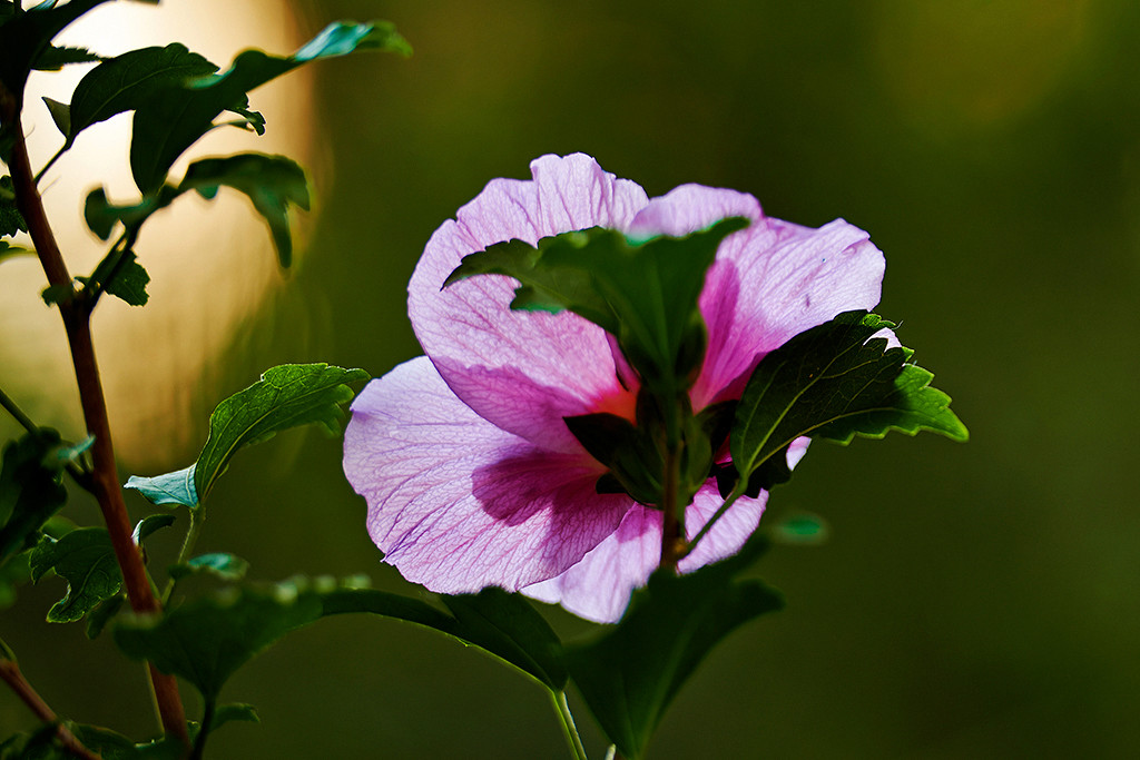 夏日木槿花儿