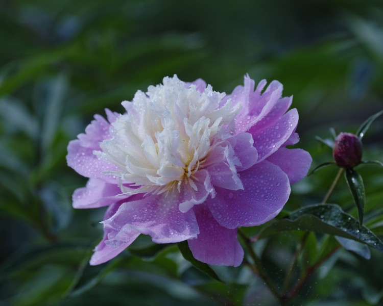 芍藥花圖片