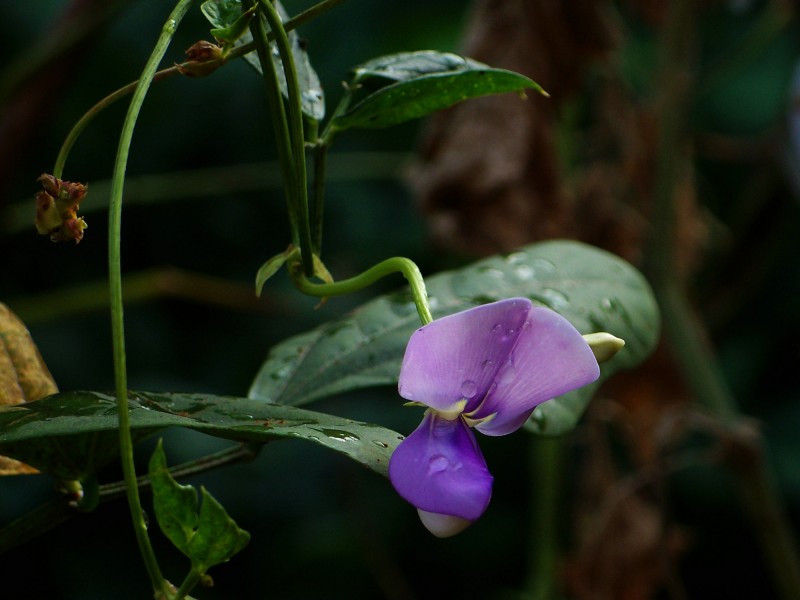 豆角花圖片