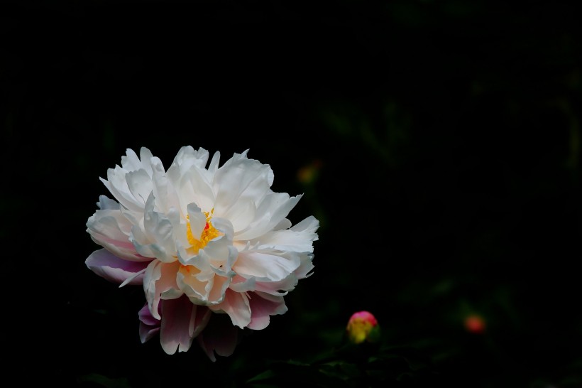 秀美芍药花图片