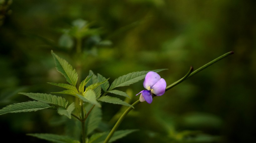 清新豆角花圖片