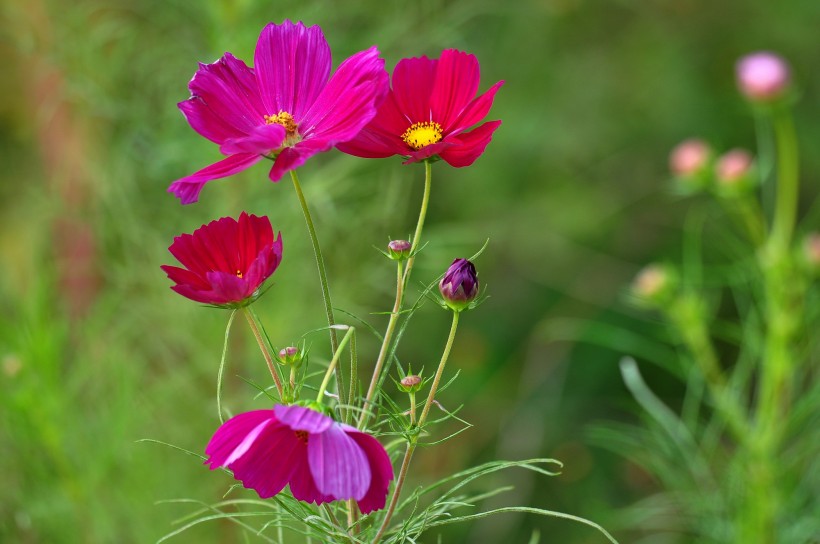 格桑花圖片