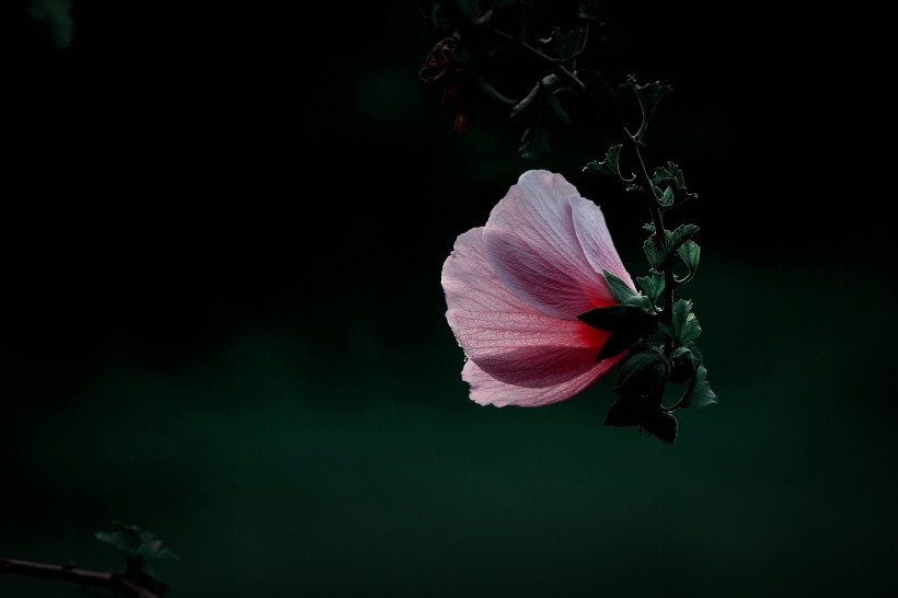 调色木槿花图片