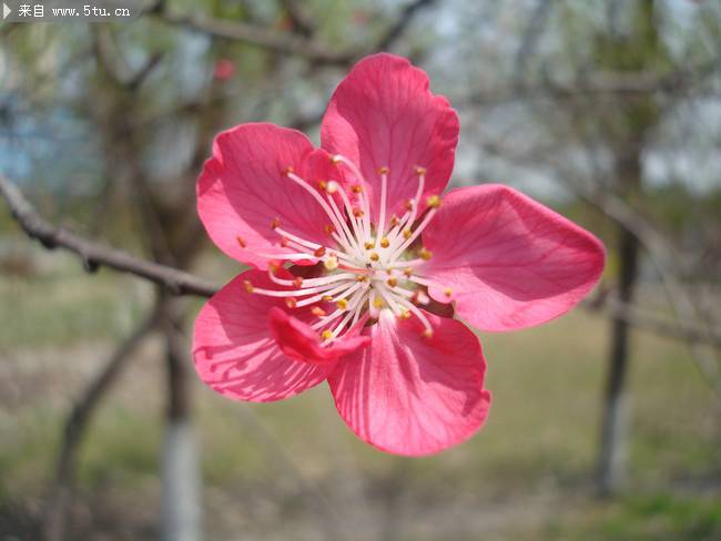 鮮艷動(dòng)人的桃花特寫圖片