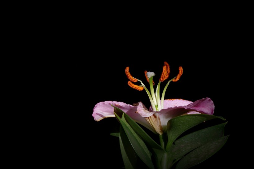 黑色背景下的百合花图片