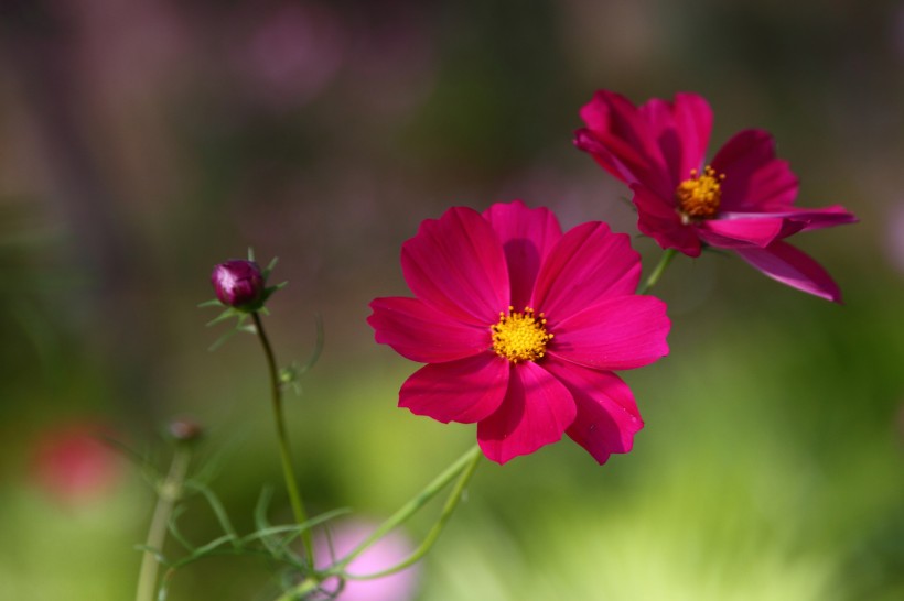 光影格桑花图片