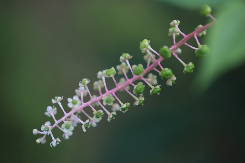 草本植物商路圖片