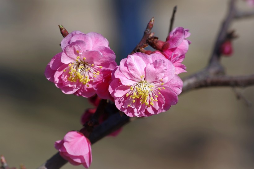 粉色梅花图片