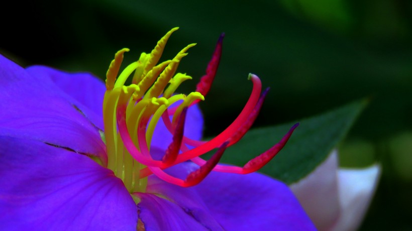 微距花蕊图片