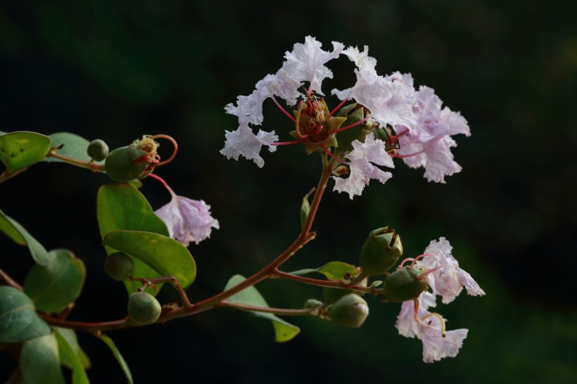 紫薇花圖片  