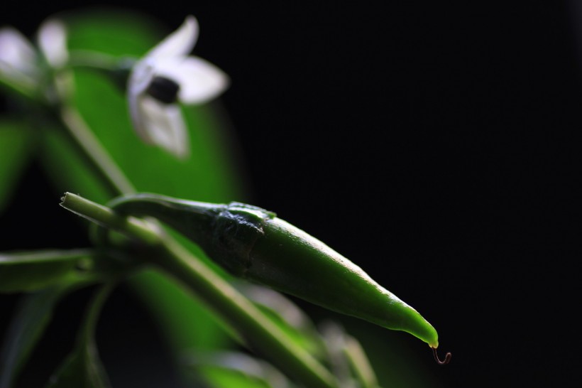 辣椒花圖片