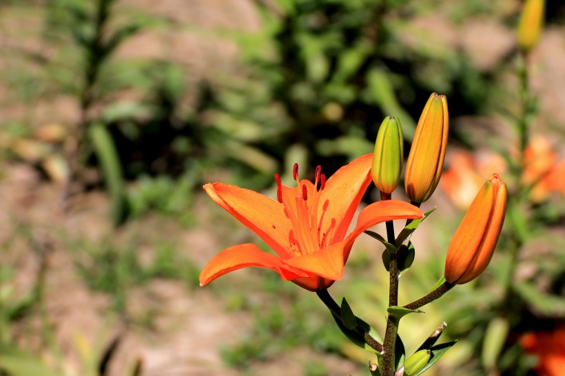 橙色百合花圖片