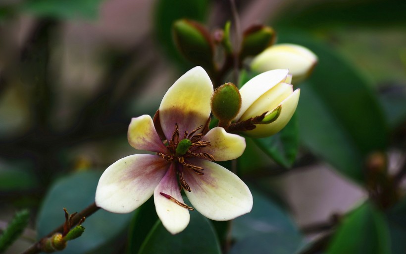 含笑花圖片