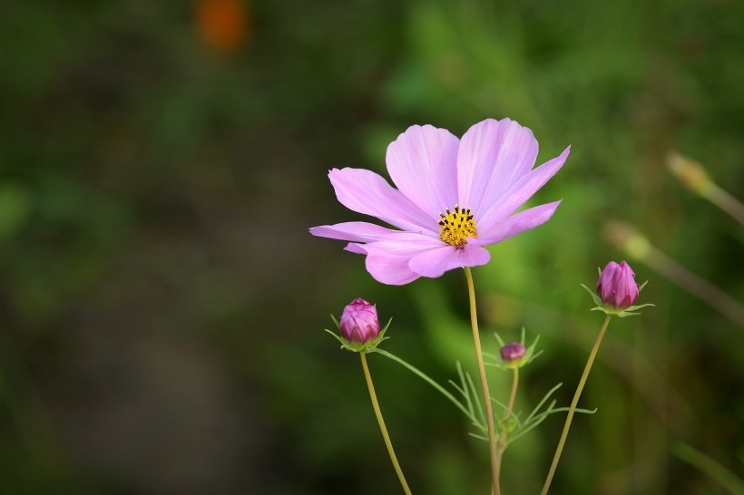 清新波斯菊图片