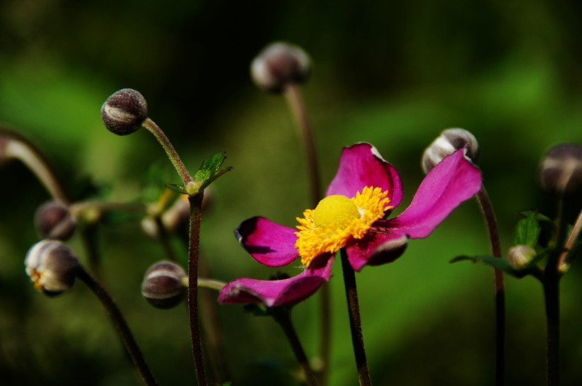 野棉花圖片