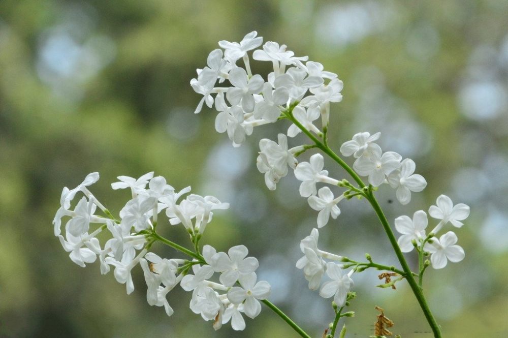 干净纯白的丁香花图片欣赏