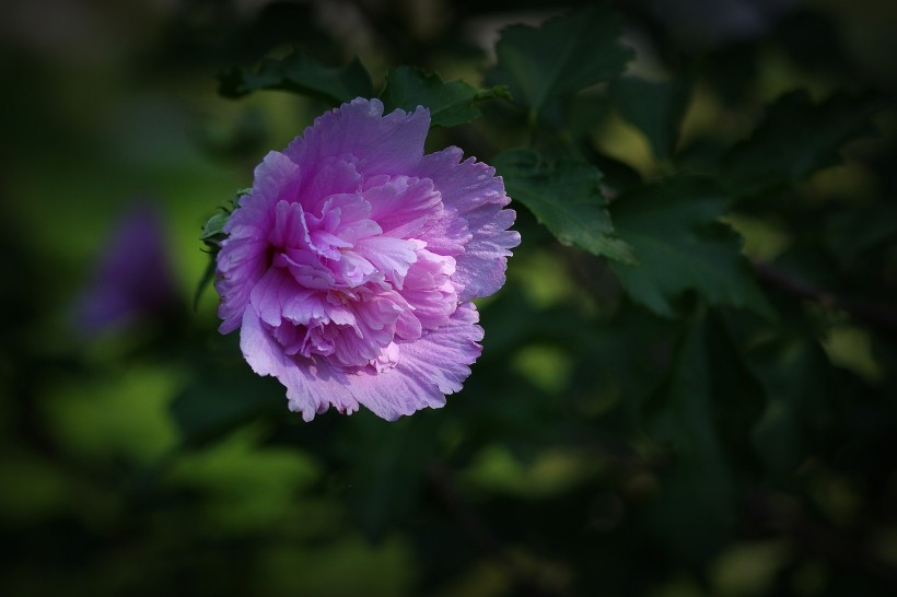 木槿花圖片