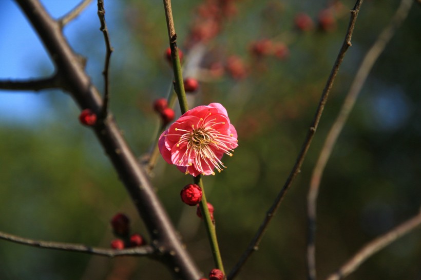 梅花图片