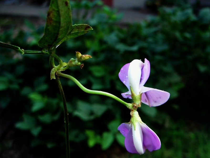 豆角花圖片