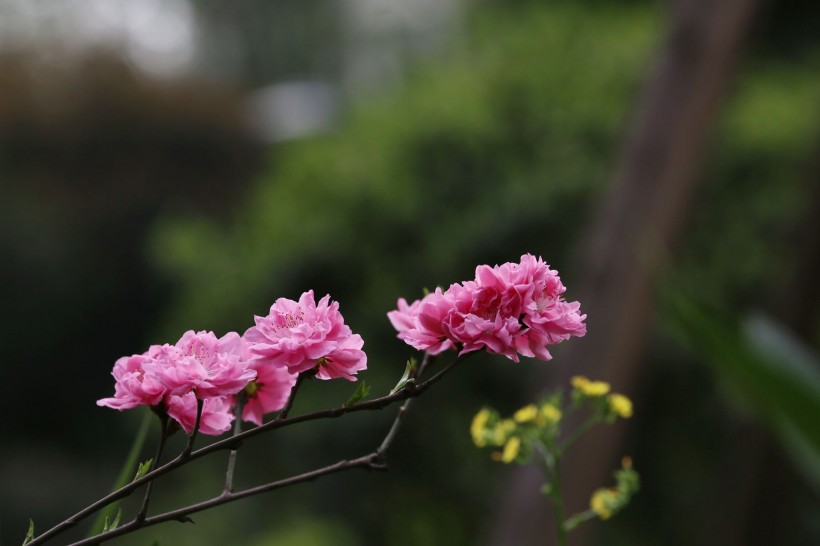 初春桃花图片