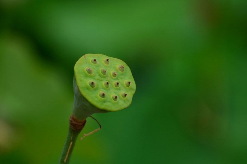 荷花圖片