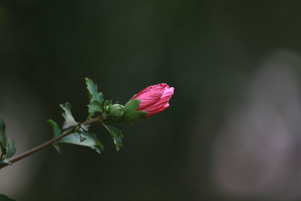 重瓣的木槿花