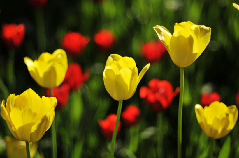 郁金香花卉图片