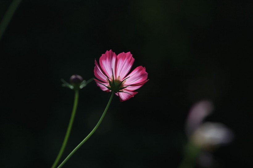 暗色背景下的格桑花图片