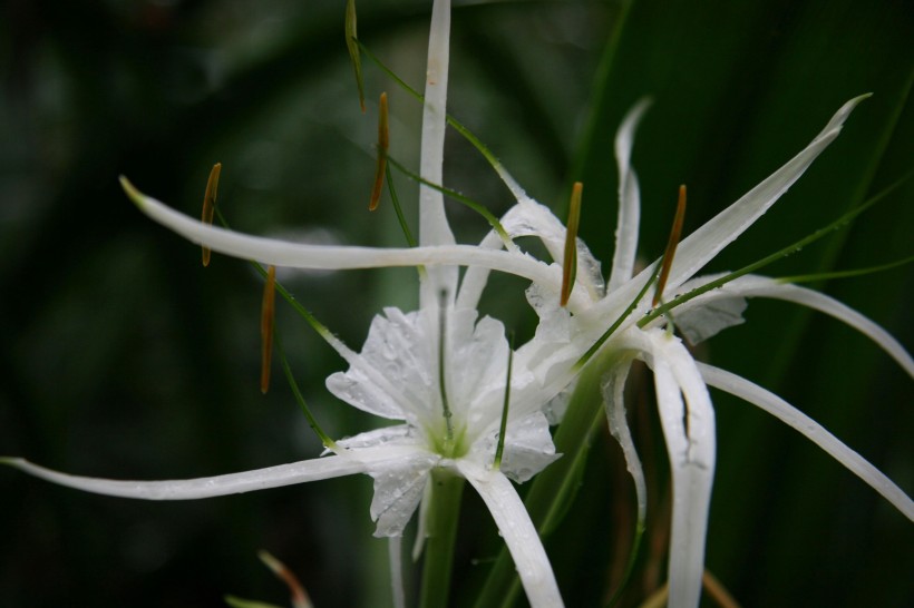 張揚(yáng)的蜘蛛百合花卉圖片