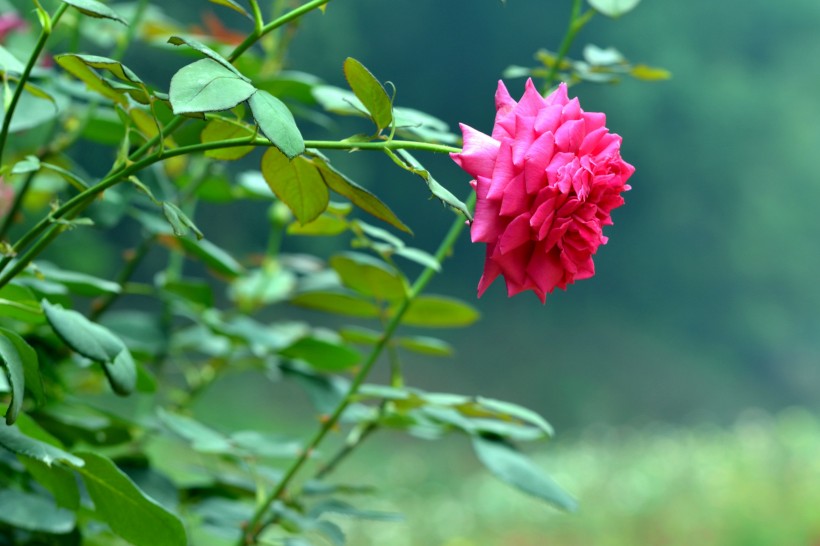 玫瑰花图片