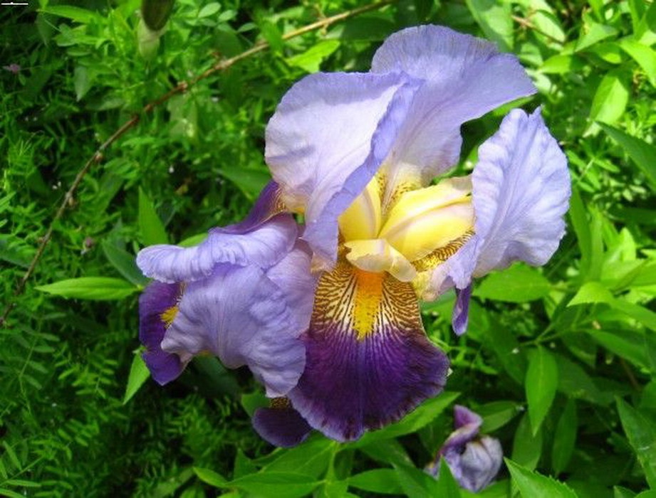 紫色德國(guó)鳶尾唯美植物圖片