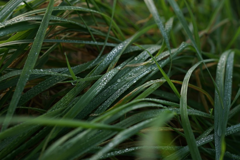 青草上面的露水圖片