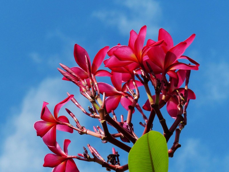 紅色雞蛋花圖片