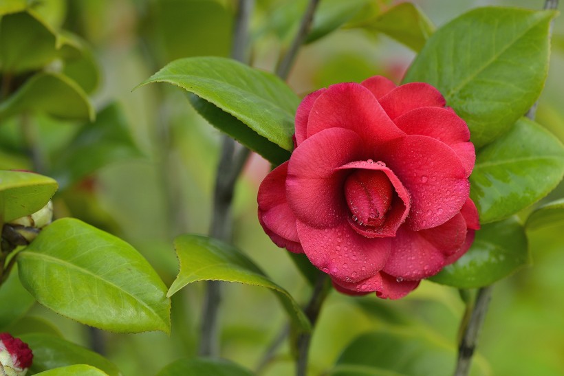 山茶花图片