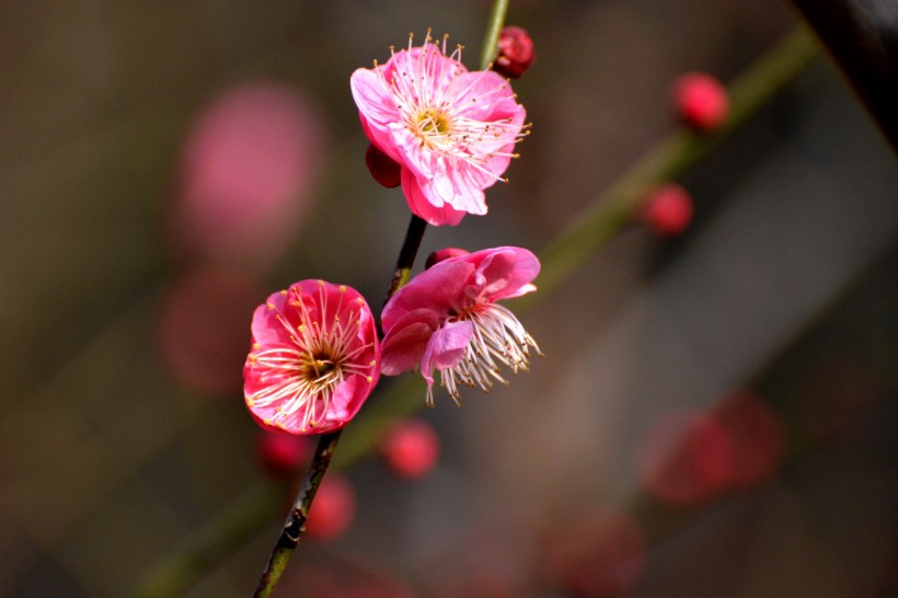 紅梅花圖片