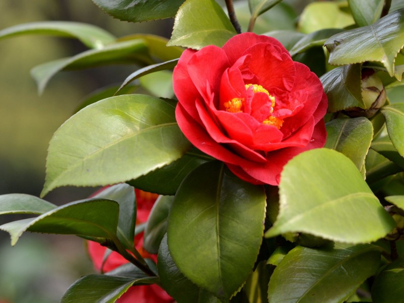 红色山茶花图片