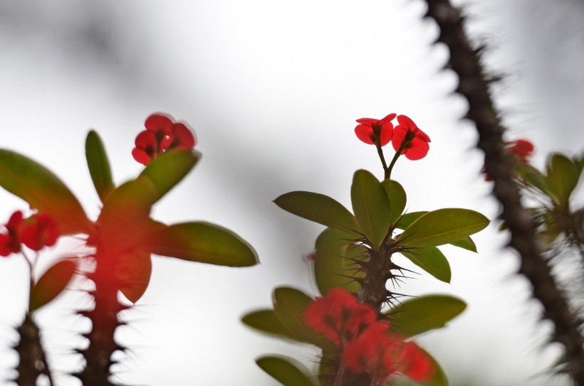 个性虎刺梅花卉图片