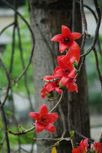 紅火木棉花圖片