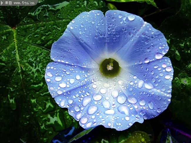 雨后剛開的牽牛花圖片