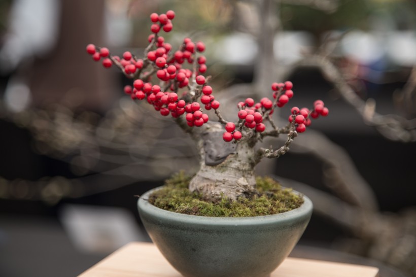 盆景植物圖片