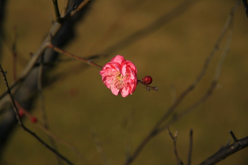 梅花图片