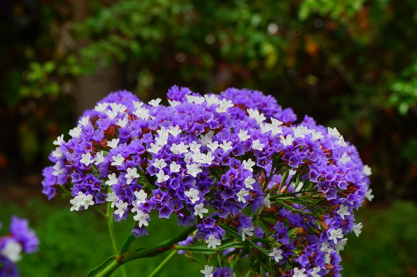 丁香花的特写图片