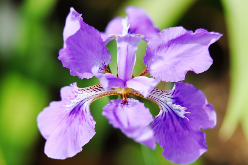 鳶尾花圖片