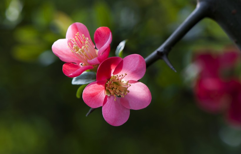 海棠花圖片