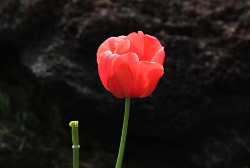 鲜艳郁金香花卉图片