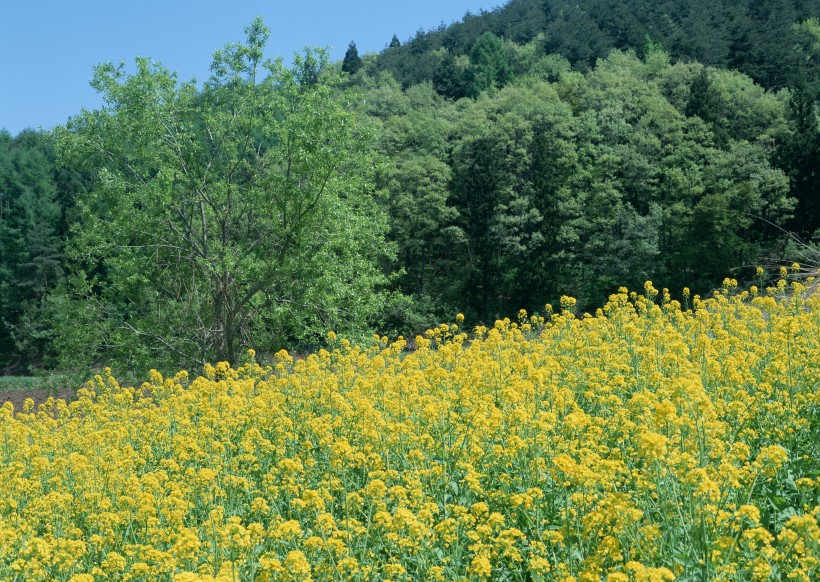 黄色花田图片